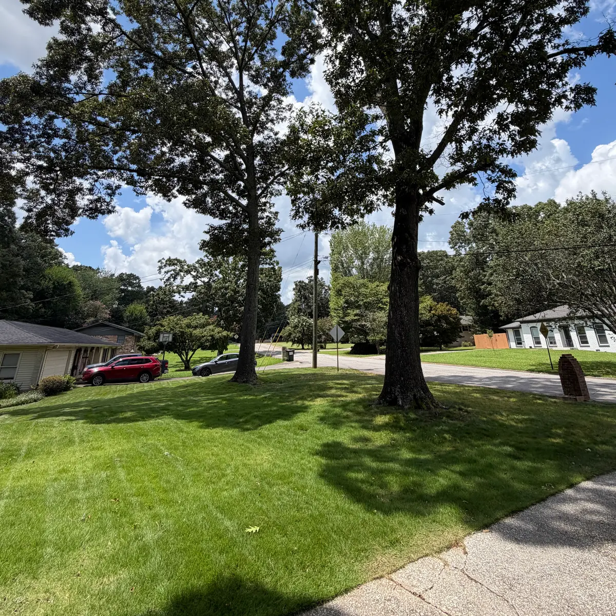 Freshly mowed front lawn under mature oaks