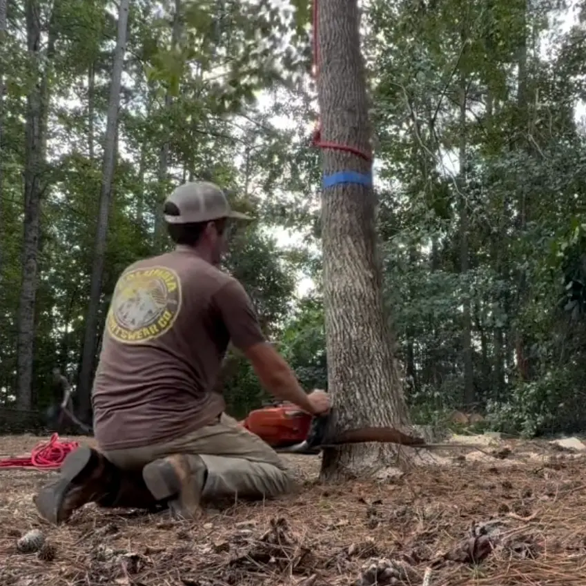 Making the felling cut on a roped pine