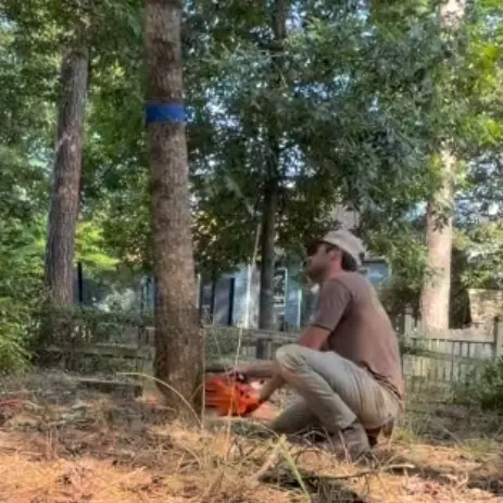 Lining up a backyard tree takedown near the fence
